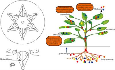 Shoot-root signal circuit: Phytoremediation of heavy metal contaminated soil